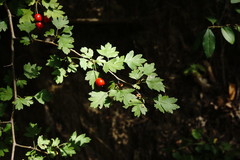 Crataegus microphylla