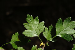 Crataegus microphylla