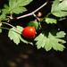 Small-leaved Hawthorn - Photo (c) Сергей, some rights reserved (CC BY-NC), uploaded by Сергей