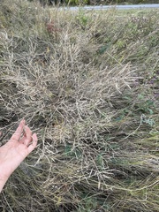 Brassica elongata