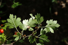 Crataegus microphylla