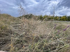 Brassica elongata