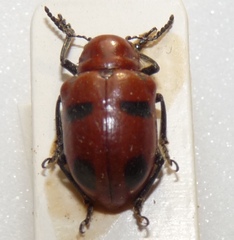 Euryope sanguinea