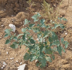 Solanum villosum