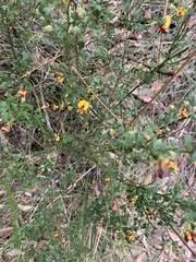 Bossiaea rhombifolia