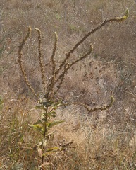 Verbascum ovalifolium
