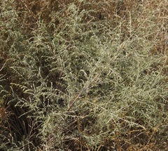 Artemisia santonicum