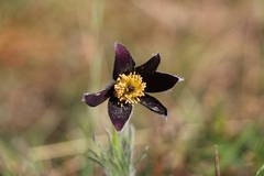 Pulsatilla rubra