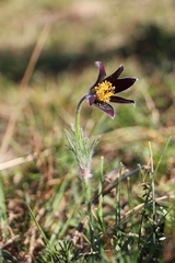 Pulsatilla rubra