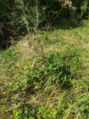 Heracleum sphondylium sibiricum