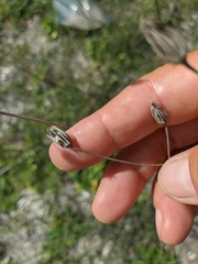 Crepis pulchra