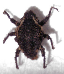 Trinodicalles conicollis