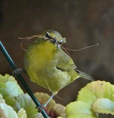 Zosterops virens virens