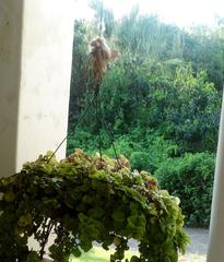 Zosterops virens virens