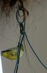 Zosterops virens virens