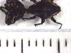 Trinodicalles conicollis