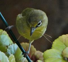 Zosterops virens virens