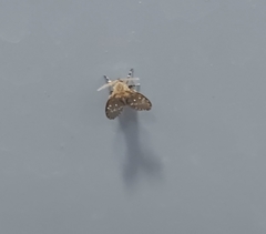 Clogmia albipunctata