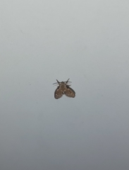 Clogmia albipunctata
