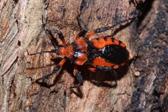 Tegea atropicta
