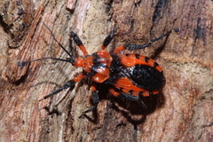 Tegea atropicta