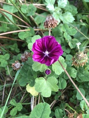 Malva sylvestris mauritiana