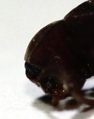 Gonocnemis strigipennis