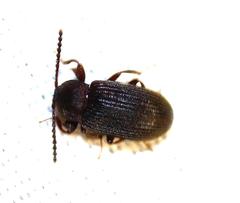 Gonocnemis strigipennis