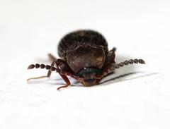 Gonocnemis strigipennis