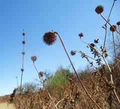 Tithonia rotundifolia image