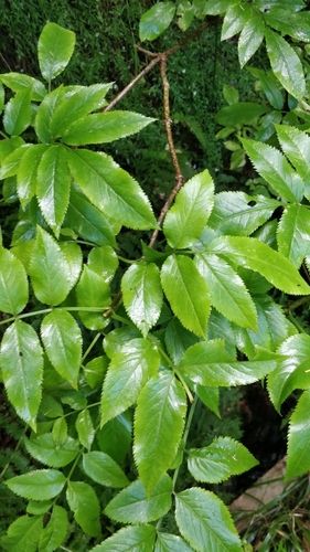 Image of Sambucus lanceolata by (c) Vítor Jorge, some rights reserved (CC BY)