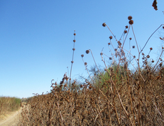 Tithonia rotundifolia image