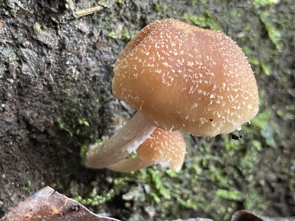 Psathyrella spintrigera