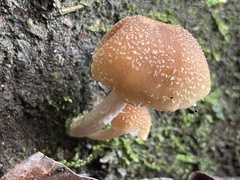 Psathyrella spintrigera