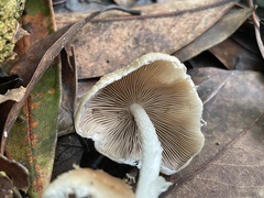 Psathyrella spintrigera