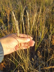 Helictochloa hookeri