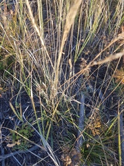 Helictochloa hookeri