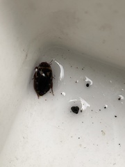 Platambus maculatus