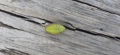 Apoda limacodes