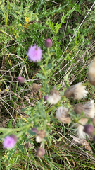 Cirsium arvense