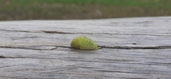 Apoda limacodes