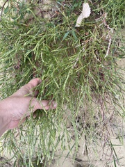 Corispermum declinatum