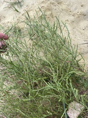 Corispermum declinatum