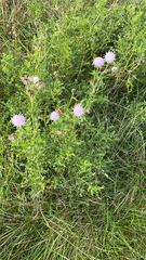 Cirsium arvense