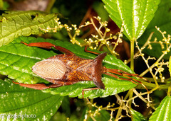 Prionolomia