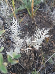 Cymbaria daurica