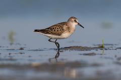 Calidris minuta