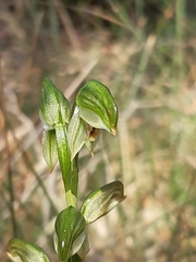 Pterostylis melagramma