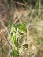 Pterostylis melagramma