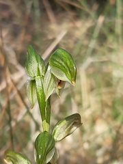 Pterostylis melagramma
